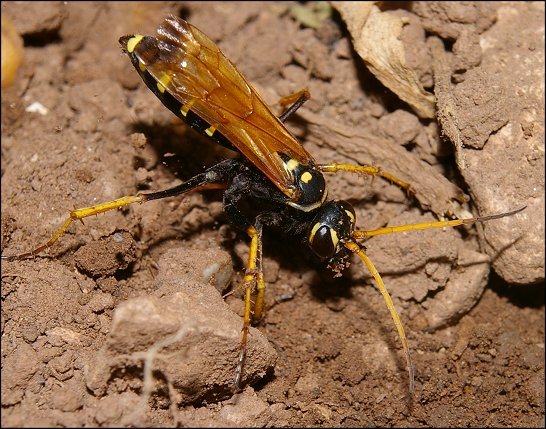 Batozonellus lacerticida 2
