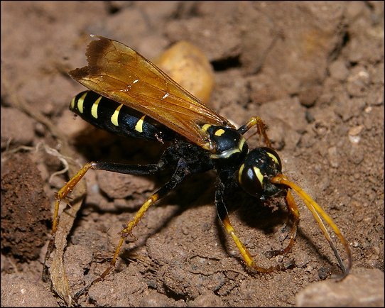 Batozonellus lacerticida 3