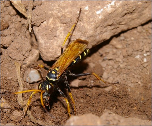 Batozonellus lacerticida 4