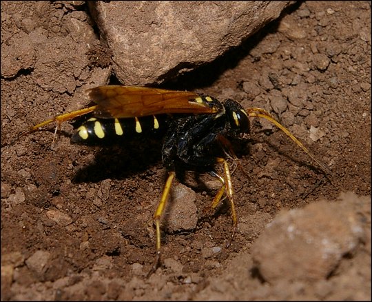 Batozonellus lacerticida 5