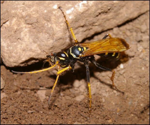 Batozonellus lacerticida 6