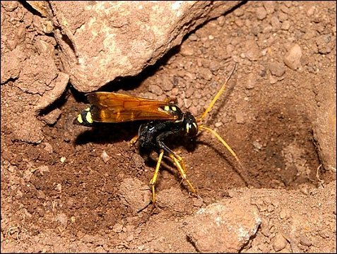 Batozonellus lacerticida 7