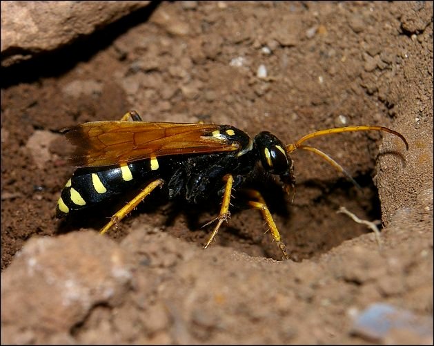 Batozonellus lacerticida 8