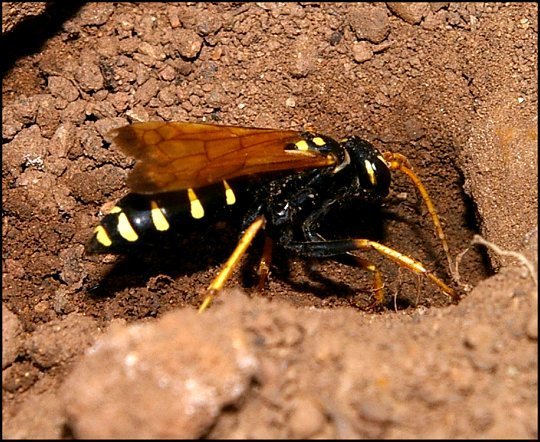 Batozonellus lacerticida 9