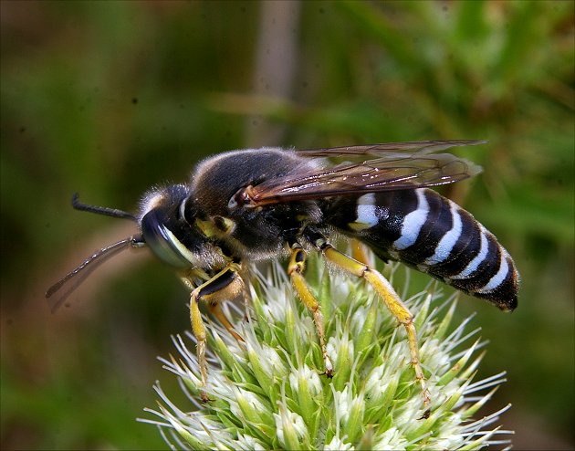 Bembix rostrata 1