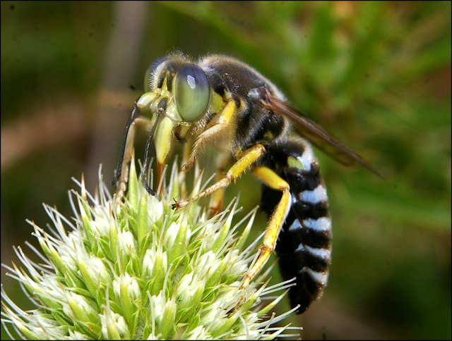 Bembix rostrata 2