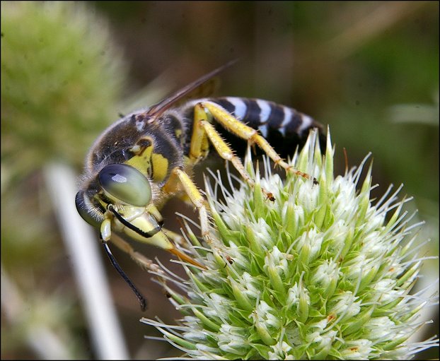 Bembix rostrata