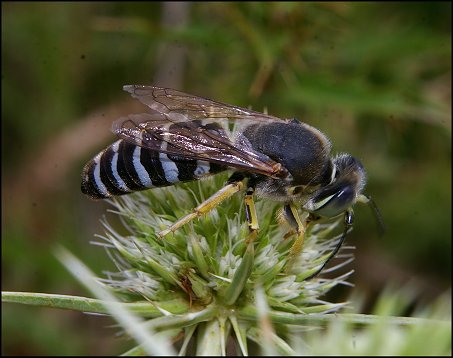 Bembix rostrata 4