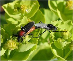 Bibion des jardins