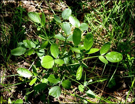 Bituminaria bituminosa 1