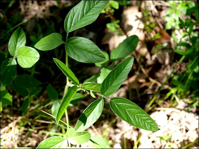 Bituminaria bituminosa 2