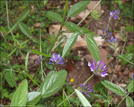 Bituminaria bituminosa 5