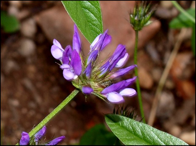 Bituminaria bituminosa 6