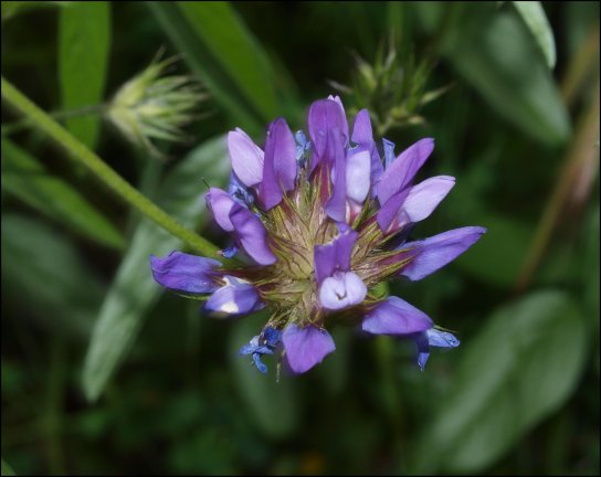 Bituminaria bituminosa 7