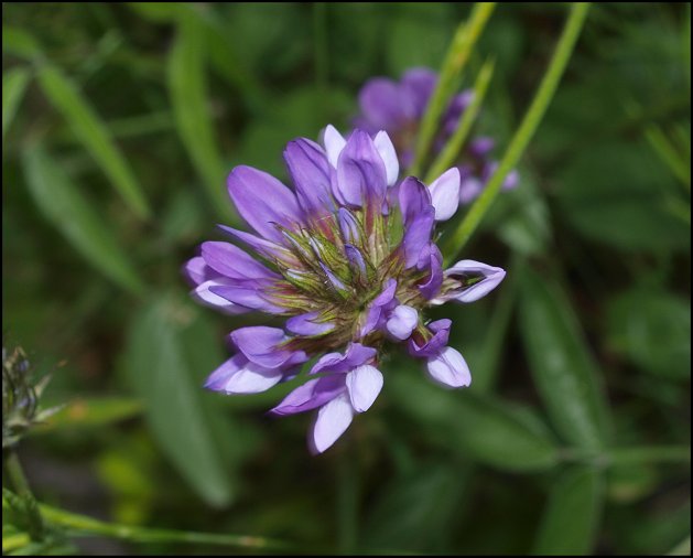 Bituminaria bituminosa 8