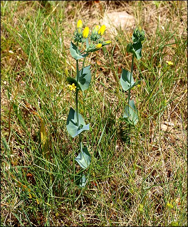 Blackstonia perfoliata 1