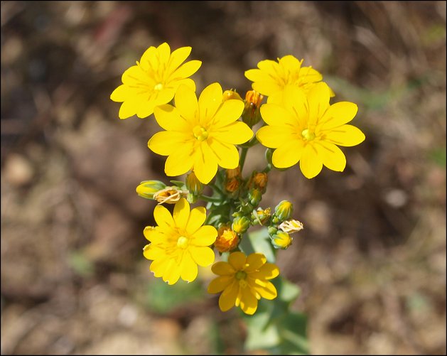 Blackstonia perfoliata 10