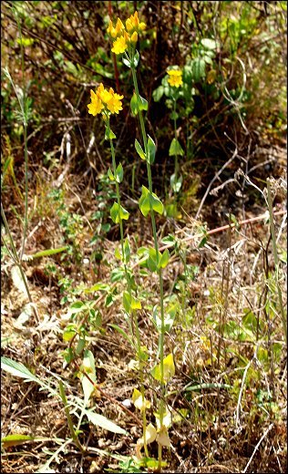 Blackstonia perfoliata 3
