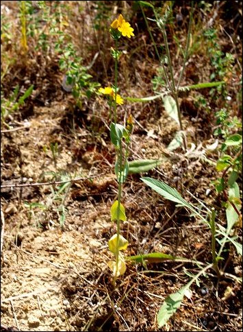 Blackstonia perfoliata 4
