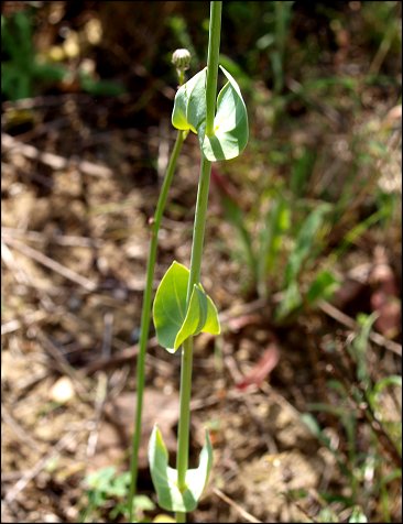 Blackstonia perfoliata 5