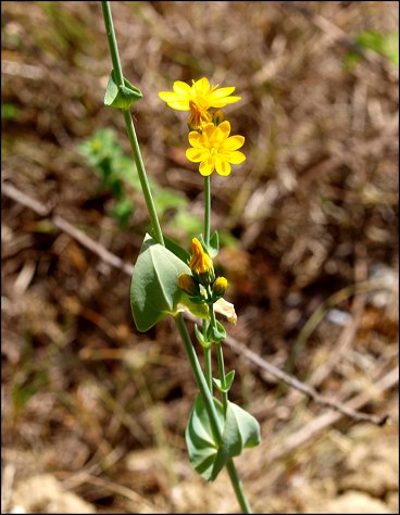 Blackstonia perfoliata 6
