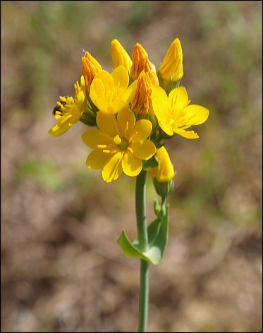 Blackstonia perfoliata 7