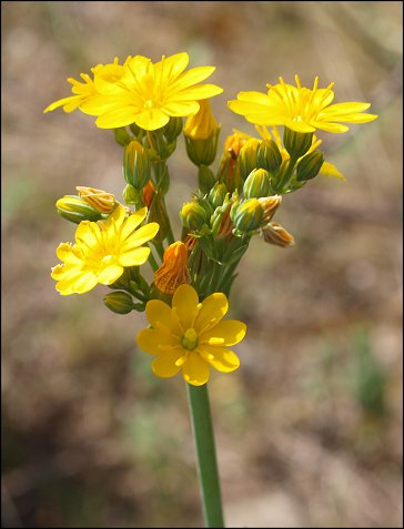 Blackstonia perfoliata 8