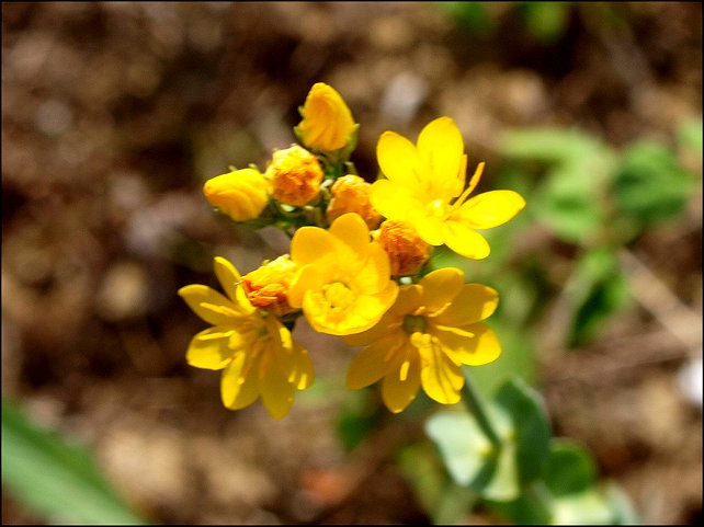 Blackstonia perfoliata 9