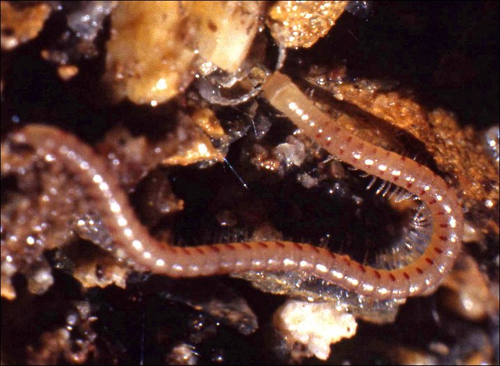 Blaniulus 2