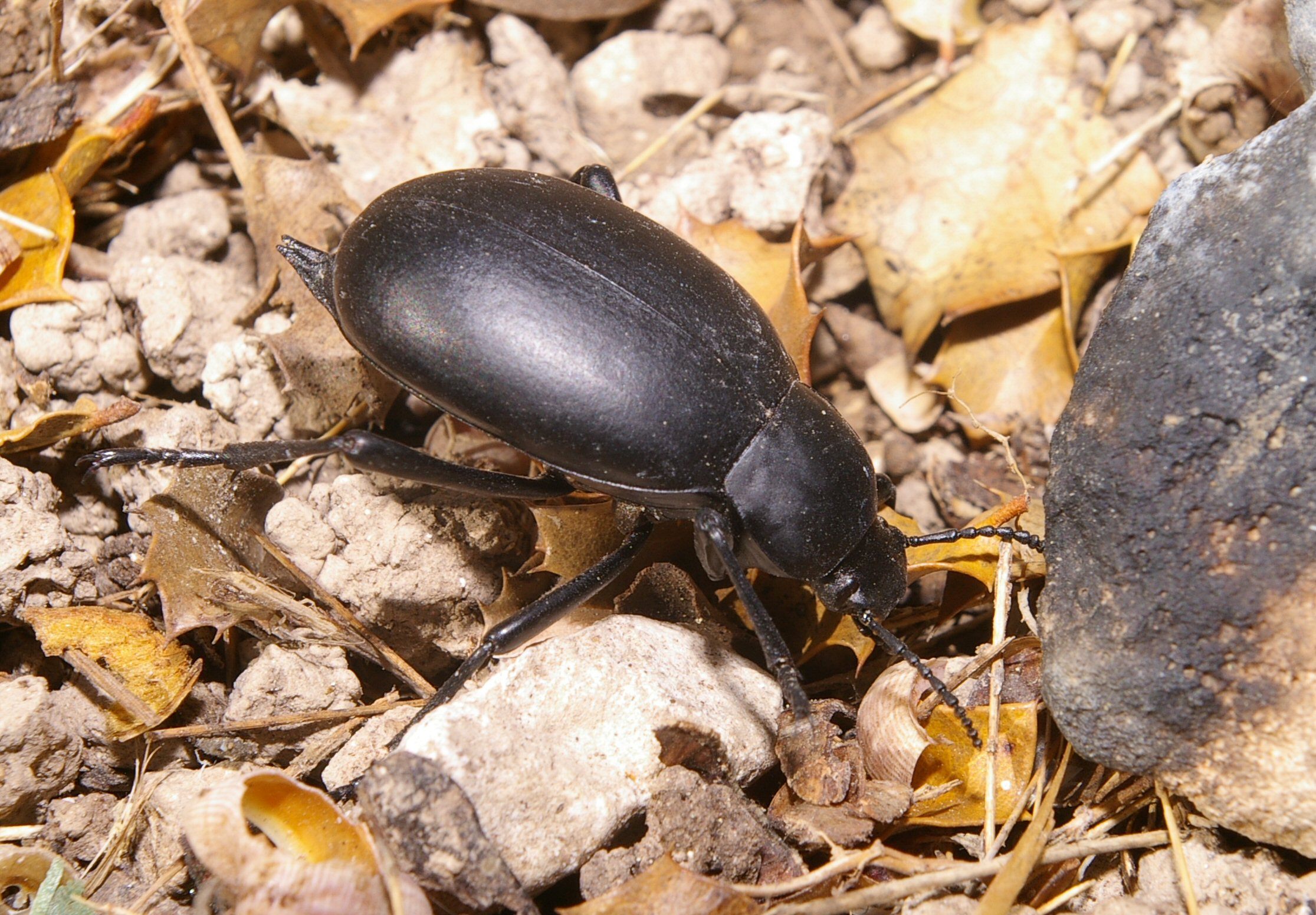 Blaps Puech Olive 1