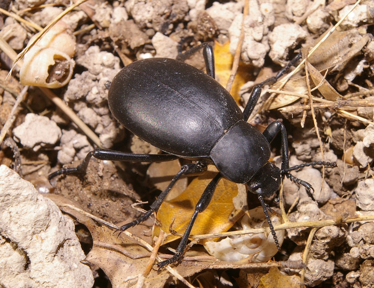 Blaps Puech Olive 2