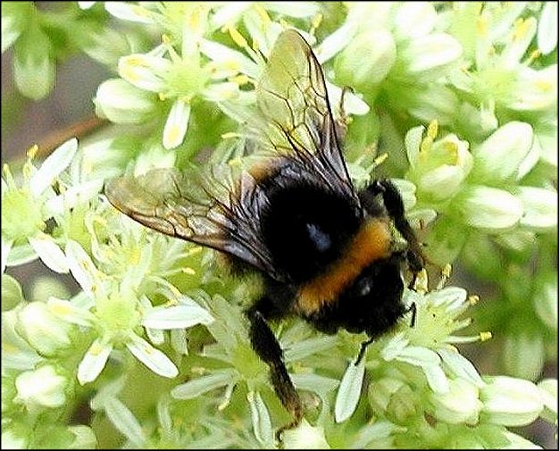 Bombus terrestris 1