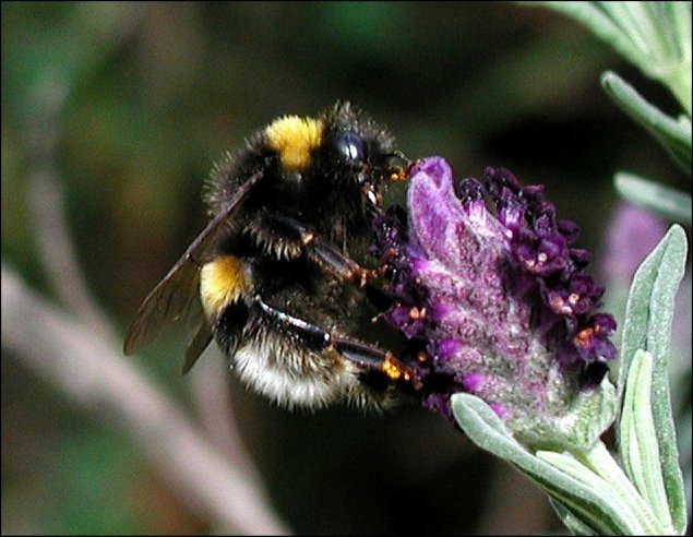 Bombus terrestris 2
