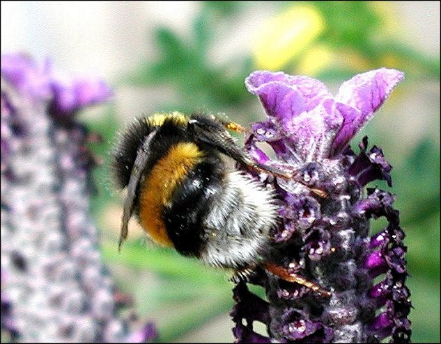 Bombus terrestris 3