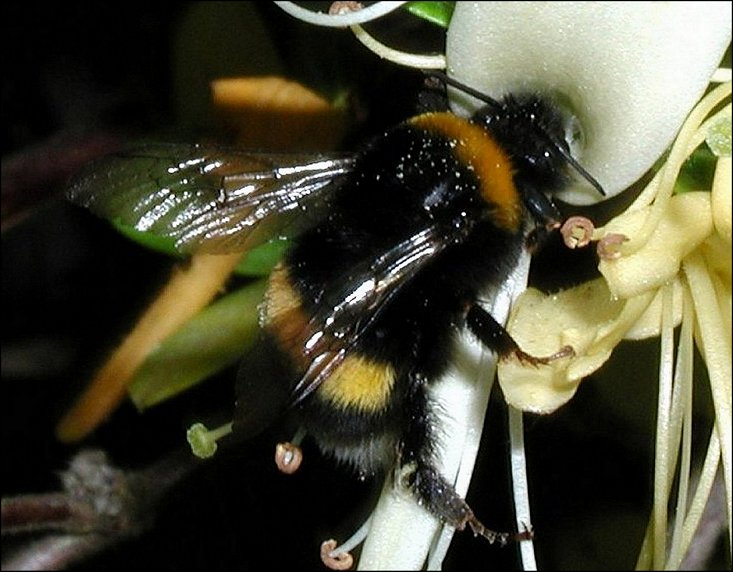 Bombus terrestris 4