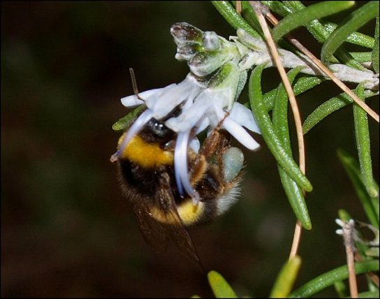 Bombus terrestris 5