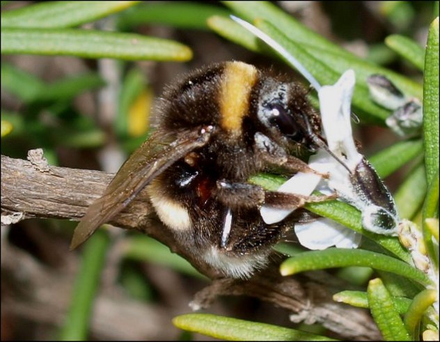 Bombus terrestris 6