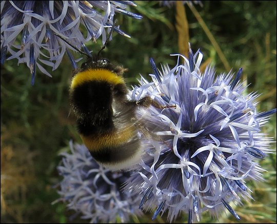 Bombus terrestris 7