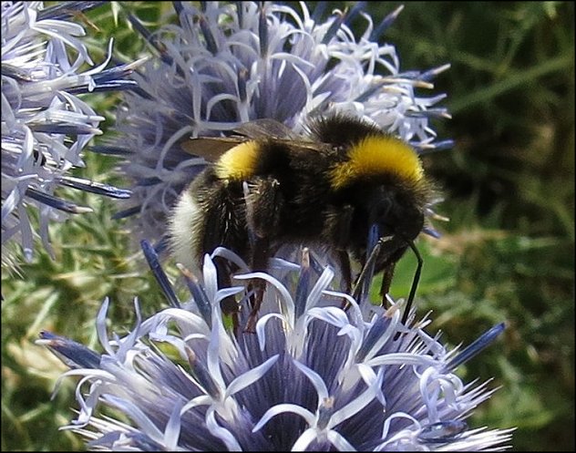 Bombus terrestris 8