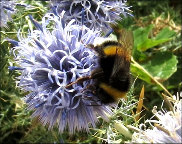 Bombus terrestris 9