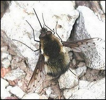 Bombyle bicolore
