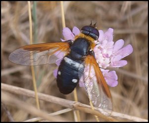 Bombyle trusque