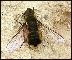 Bombyle  hottentot