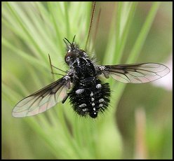 Bombyle noir