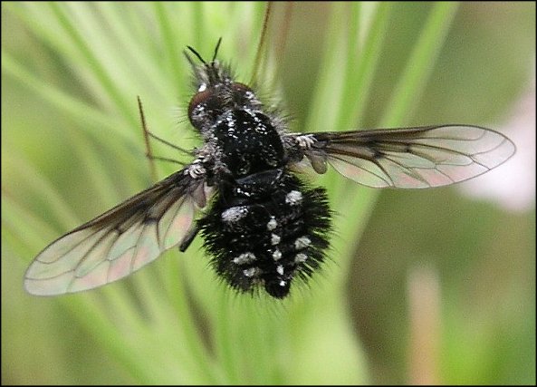 Bombylella atra 1
