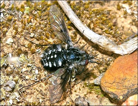 Bombylella atra 2