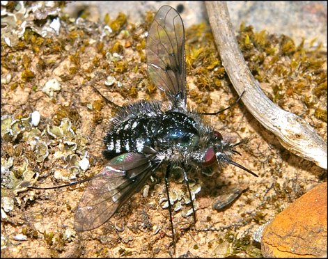Bombylella atra 3