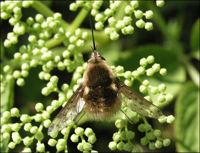 Bombylius discolor 1