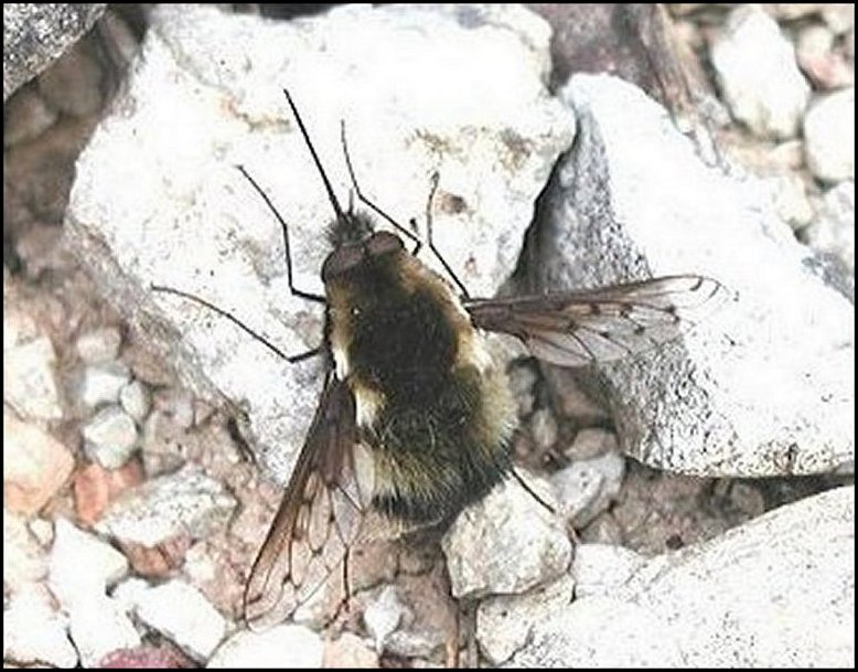 Bombylius discolor 2