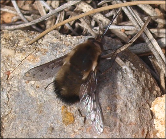Bombylius discolor 3